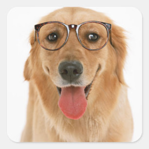 Autocollants de chien chiot Retriever doré Love