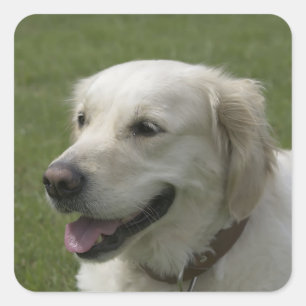 Autocollants de chien chiot Retriever doré Love