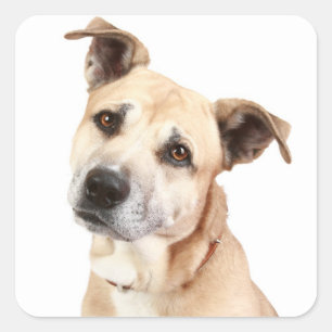 Autocollants de chiot American Staffordshire Terri