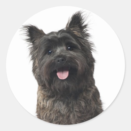 Autocollants de chiot Cairn Terrier (Devant)
