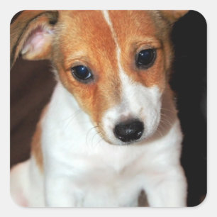 Autocollants de chiot de Jack Russell Terrier