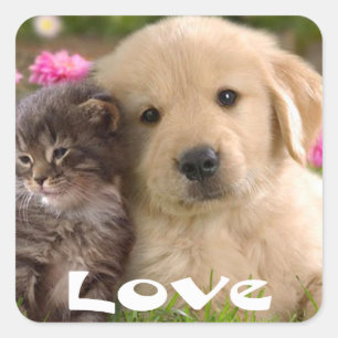 Autocollants de chiot Golden Retriever et chaton d