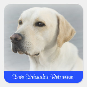 Autocollants de chiot Labrador Retriever d'amour