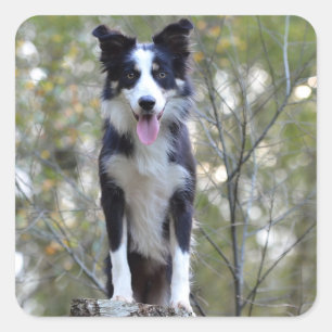 Autocollants de chiots Border Collie noir et blanc