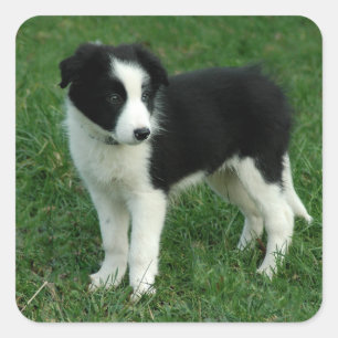 Autocollants de chiots Border Collie noir et blanc