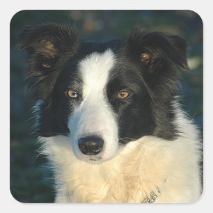 Autocollants de chiots Border Collie noir et blanc
