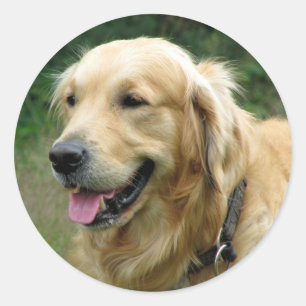 Autocollants de chiots Golden Retriever adorables