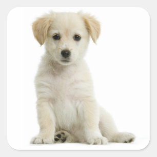Autocollants de chiots Golden Retriever adorables