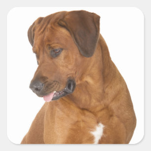 Autocollants de chiots Rhodesian Ridgeback