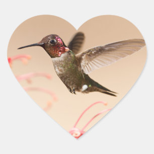 Autocollants de coeur de colibri de Saint-Valentin