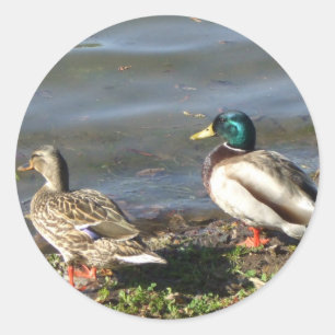Autocollants de couple de canard de Mallard
