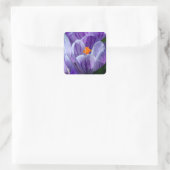 autocollants de crocus (Sac)