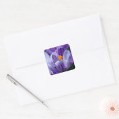 autocollants de crocus (Enveloppe)
