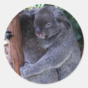 Autocollants de famille de koala