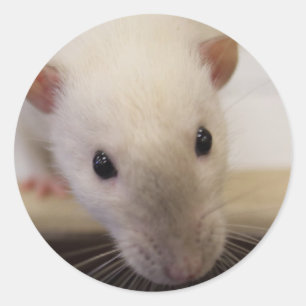 Autocollants de fantaisie siamois de rat