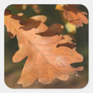 Autocollants de feuille de chêne d'automne
