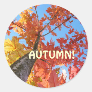 Autocollants de feuilles d'automne personnalisés F