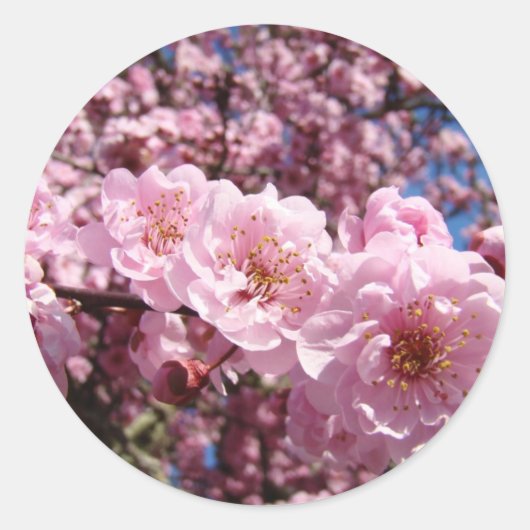 Autocollants de fleurs de cerisier roses de printe (Devant)