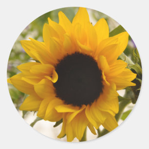 Autocollants de fleurs jaunes de tournesol floraux