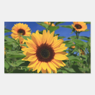 Autocollants de fleurs jaunes de tournesol floraux