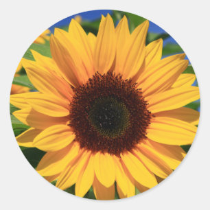 Autocollants de fleurs jaunes tournesol floraux