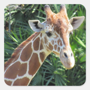 Autocollants de girafe