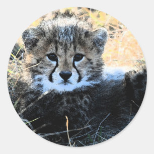 Autocollants de guépard