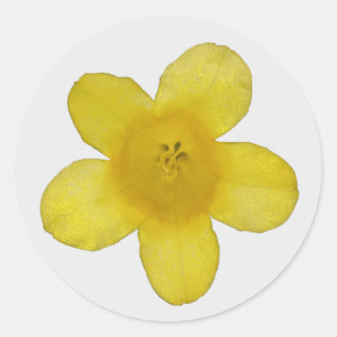Autocollants de Jasmin Jaune