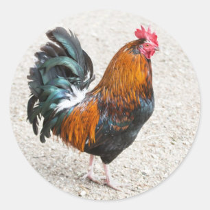 Autocollants de jeune coq