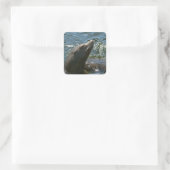 Autocollants de lion de mer (Sac)