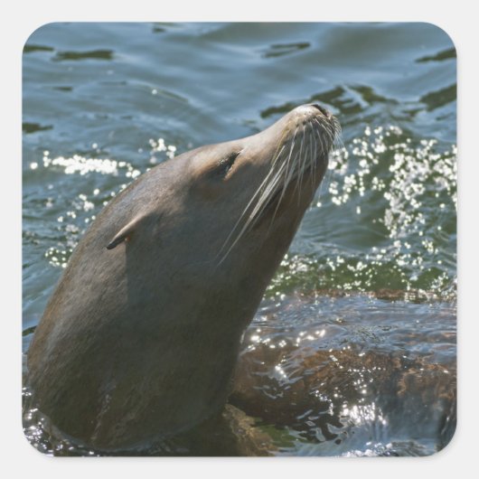 Autocollants de lion de mer (Devant)