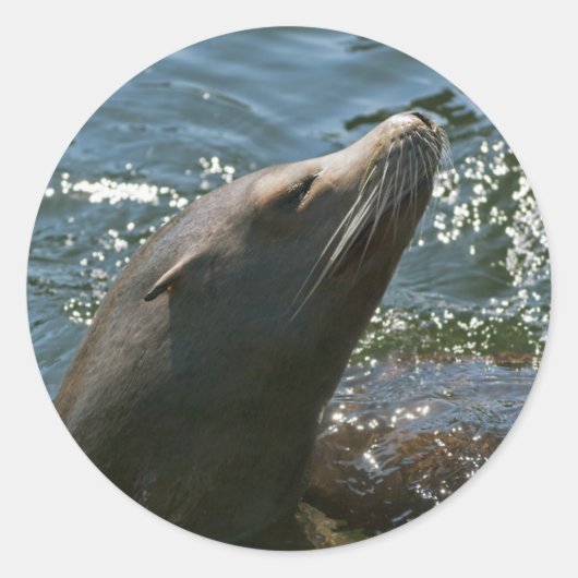 Autocollants de lion de mer (Devant)