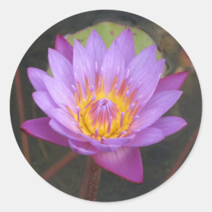 Autocollants de Lotus