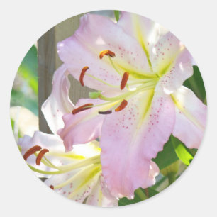 Autocollants de lys Lys rose Fleurs autocollants f