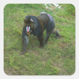 Autocollants de Mandrill #5