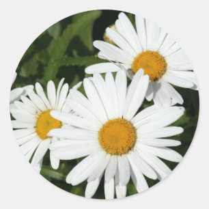 Autocollants de marguerite de Shasta
