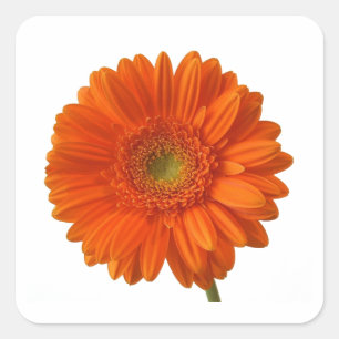 Autocollants de marguerite orange