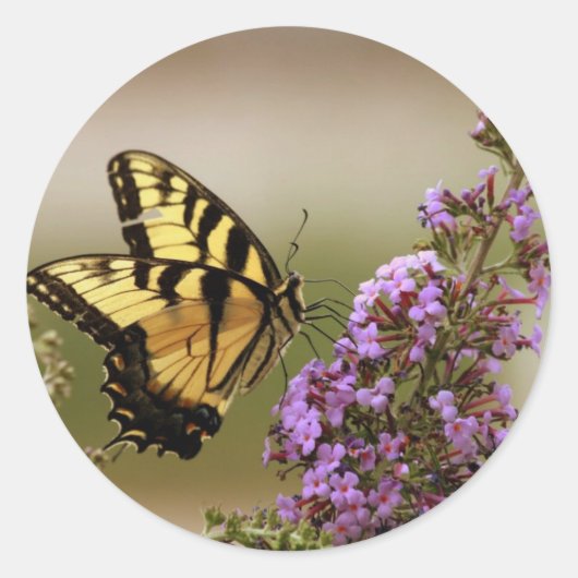 Autocollants de papillon (Devant)