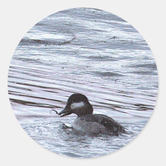Autocollants de photo de canard (Devant)