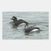 Autocollants de photo de canards dans l'océan (Devant)