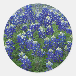 Autocollants de photo de champ de Bluebonnets de