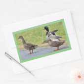 Autocollants de photos de canards (Enveloppe)