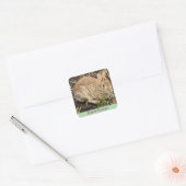 Autocollants de photos de lapin (Enveloppe)