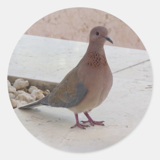 Autocollants de pigeon (Devant)