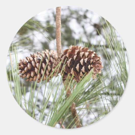 Autocollants de pin (Devant)