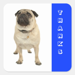 Autocollants de Remerciement Chien Pug Chiot