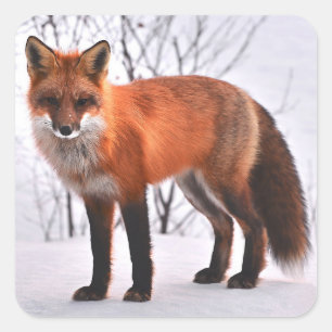 autocollants de renard des bois