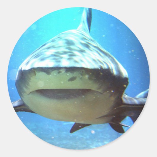 Autocollants de requin (Devant)