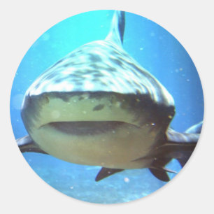 Autocollants de requin