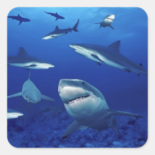 Autocollants de requin